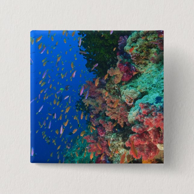 Schooling Fairy Basslets (Pseudanthias Pinback Button (Front)
