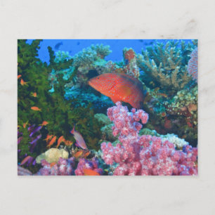 schooling Fairy Basslets (Pseudanthias Postcard
