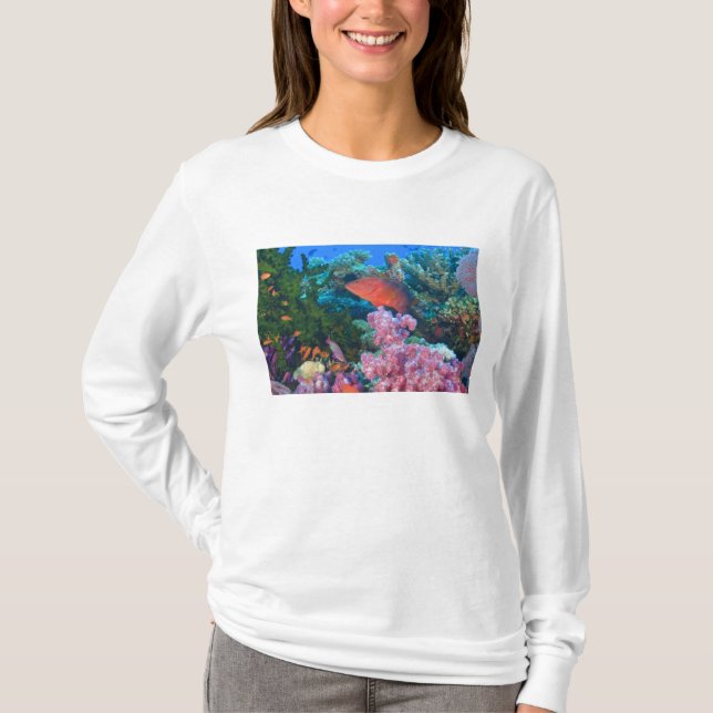 schooling Fairy Basslets  (Pseudanthias T-Shirt (Front)