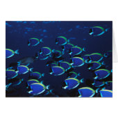 Schooling Powder Blue Surgeonfish (Front Horizontal)