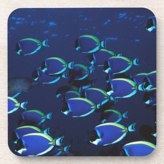Schooling Powder Blue Surgeonfish Beverage Coaster (Front)