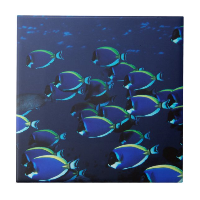 Schooling Powder Blue Surgeonfish Ceramic Tile (Front)