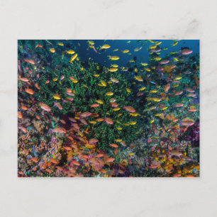 Schools of Fish Swim in Reef Postcard