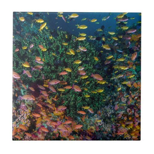 Schools of Fish Swim in Reef Tile