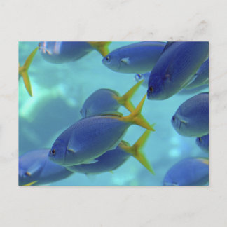 School's out! postcard