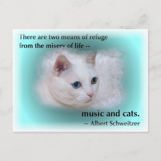 Schweitzer's Cat Postcard (Front)