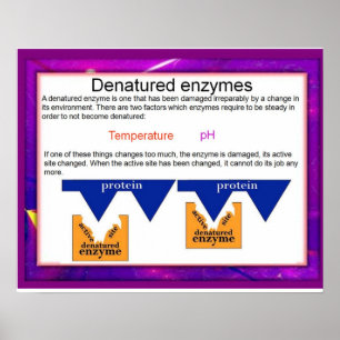 Science, Digestion,Denatured Enzymes Poster