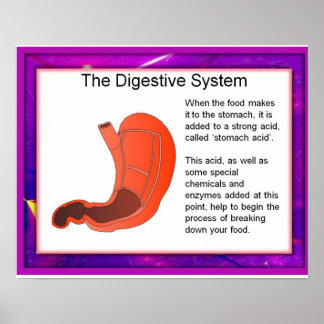 Digestive System Posters | Zazzle