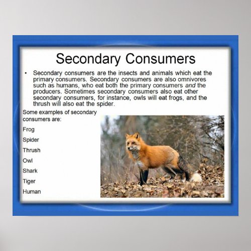 ScienceFood chain secondary Consumers Poster