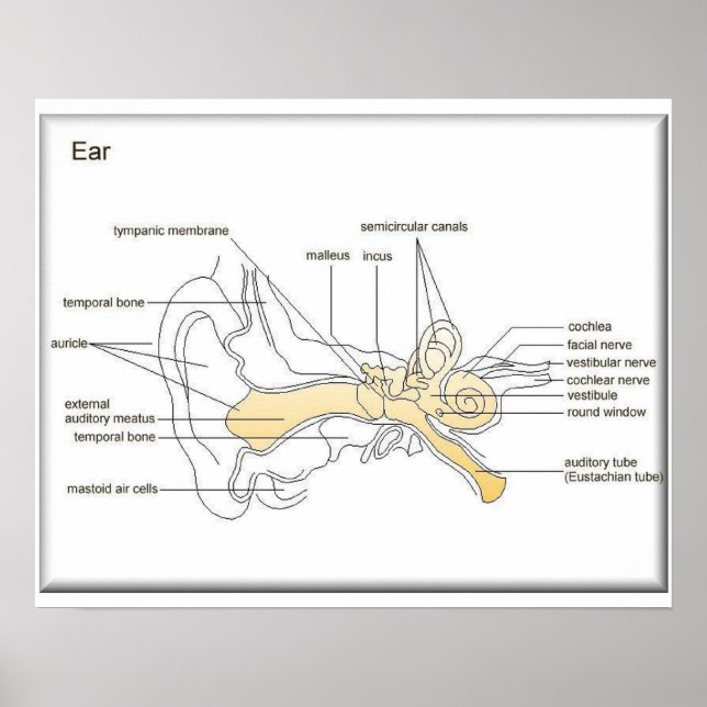 Science,Life science,   Diagram of an ear Poster (Front)