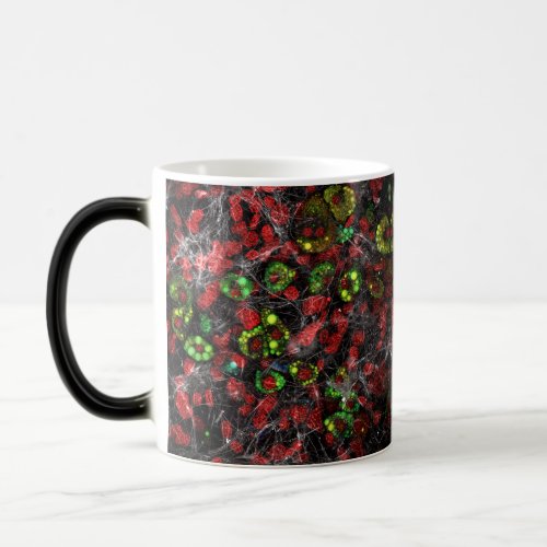 Science on Mug Adipocytes