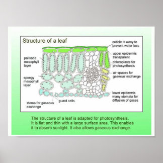 Science, Plants, structure of a leaf Poster