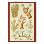 Science Textbook Biology, Vintage Coral Animals