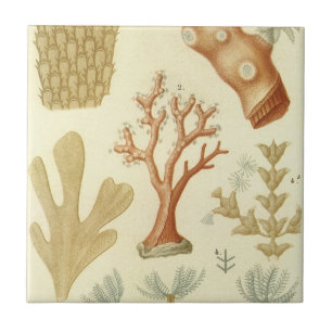 Science Textbook Biology, Vintage Coral Animals Ceramic Tile