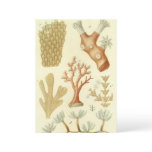 Science Textbook Biology, Vintage Coral Animals Invitation