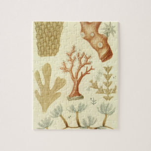 Science Textbook Biology, Vintage Coral Animals Jigsaw Puzzle