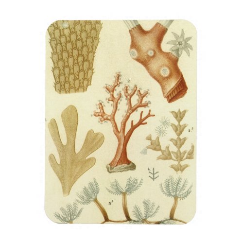 Science Textbook Biology Vintage Coral Animals Magnet