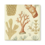 Science Textbook Biology, Vintage Coral Animals Magnet