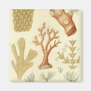 Science Textbook Biology, Vintage Coral Animals Magnet