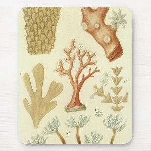 Science Textbook Biology, Vintage Coral Animals Mouse Pad