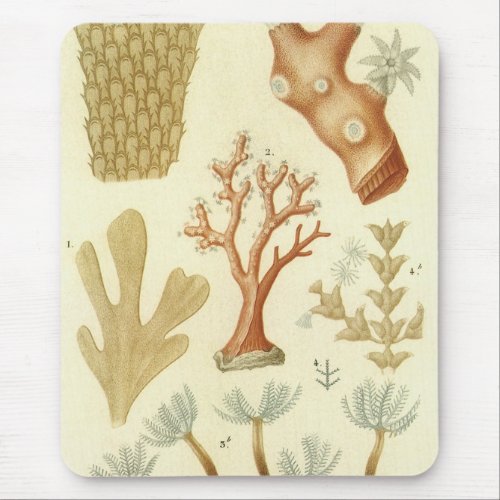 Science Textbook Biology Vintage Coral Animals Mouse Pad