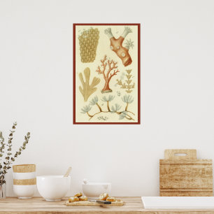 Science Textbook Biology, Vintage Coral Animals Poster