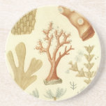 Science Textbook Biology, Vintage Coral Animals Sandstone Coaster