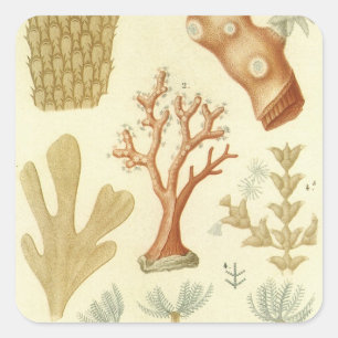 Science Textbook Biology, Vintage Coral Animals Square Sticker
