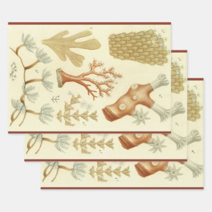 Science Textbook Biology, Vintage Coral Animals Wrapping Paper Sheets