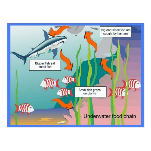 Science, Underwater food chain Postcard | Zazzle