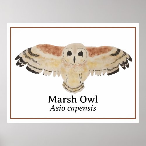 Scientific Bird Watercolor Marsh Owl Poster