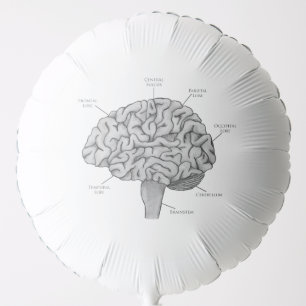 Scientific Brain Balloon