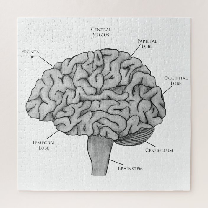 Scientific Brain Jigsaw Puzzle | Zazzle.com
