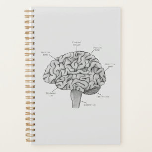 Scientific Brain Planner