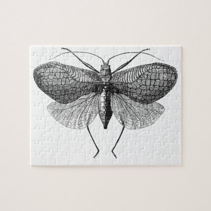 scientific illustration of moth jigsaw puzzle Zazzle