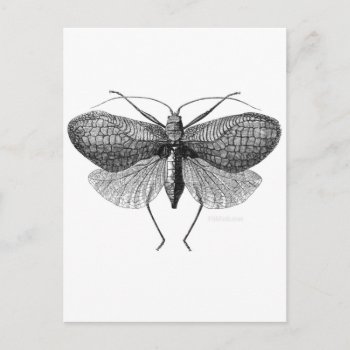 Scientific Illustration Of Moth Postcard by thatcrazyredhead at Zazzle