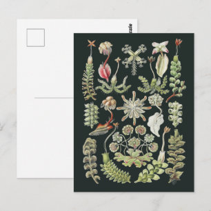 Scientific Nature Art Ernst Haeckel Liverworts Postcard