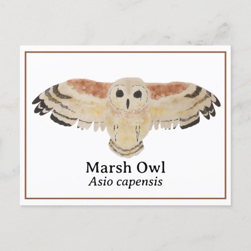 Scientific Watercolor Marsh Owl Postcard