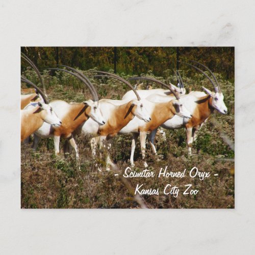Scimitar Horned Oryx Postcard