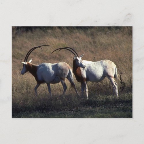 Scimitar_Horned Oryx Postcard