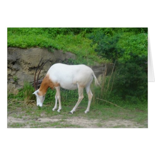 Scimitar Oryx 2 Card