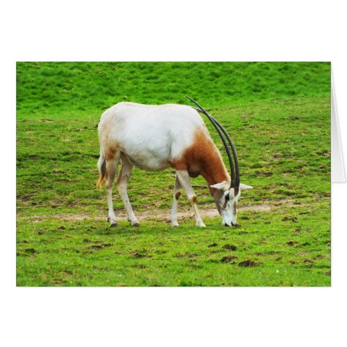 Scimitar oryx animal card