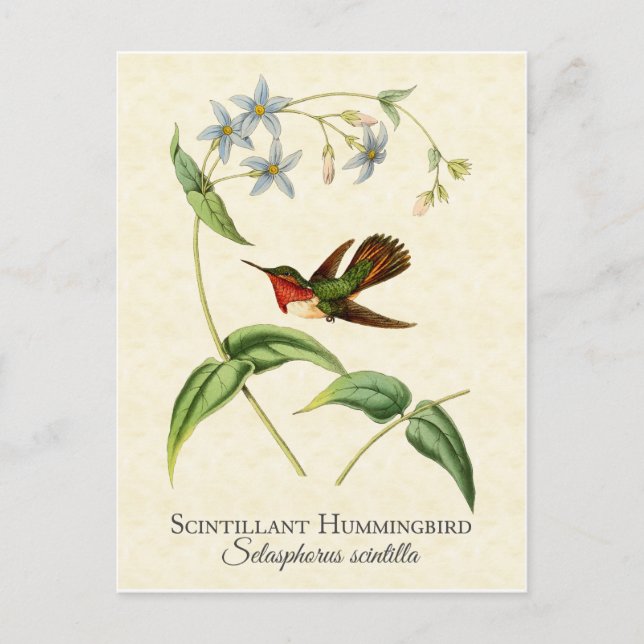 Scintillant Hummingbird Vintage Art Postcard (Front)