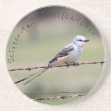 Scissor-tailed Flycatcher Coaster