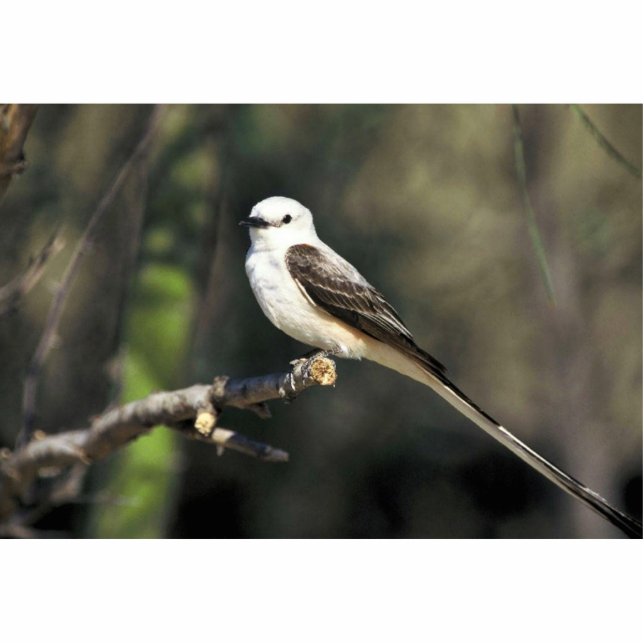 Scissor-tailed Flycatcher Cutout (Front)