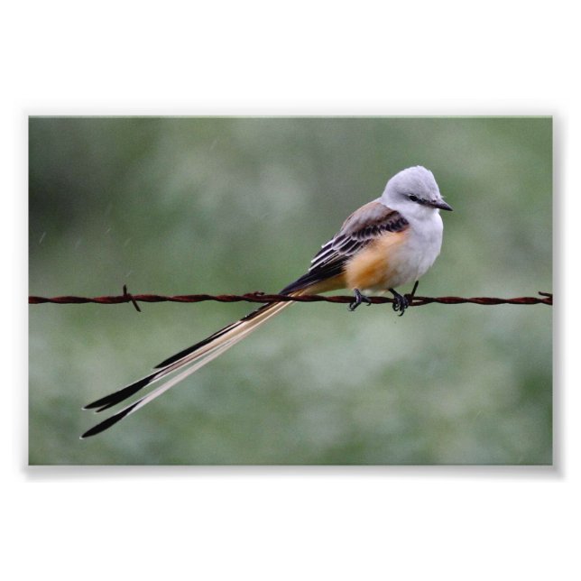 Scissor-tailed Flycatcher perched on barbed wire Photo Print (Front)