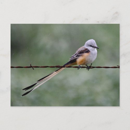 Scissor_tailed Flycatcher perched on barbed wire Postcard