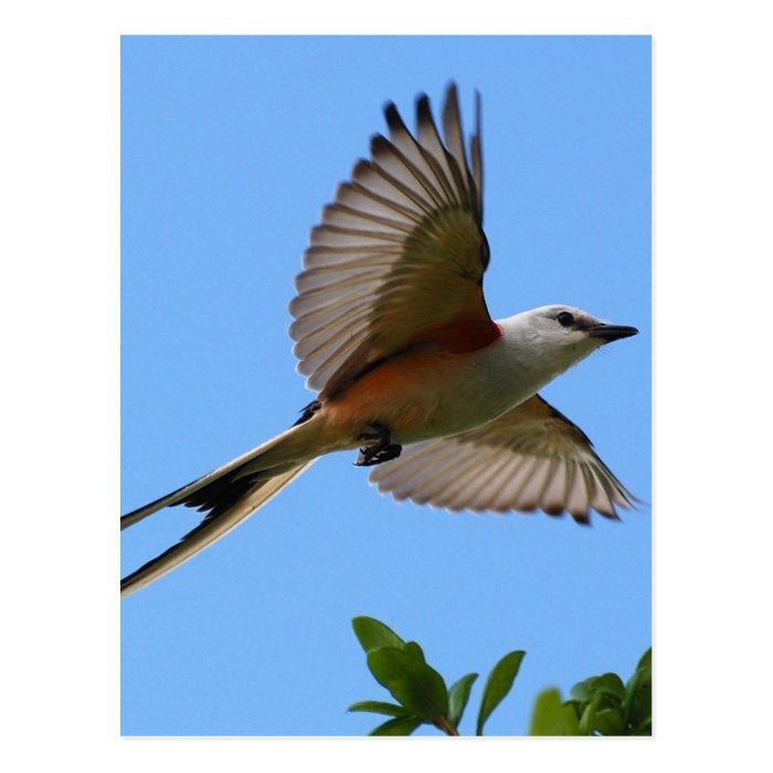 Scissor Tailed Flycatcher Postcard