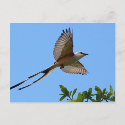 Scissor Tailed Flycatcher Postcard