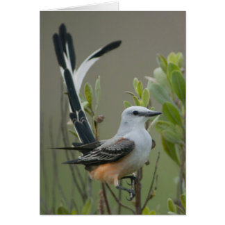Scissor-tailed Flycatcher (Tyrannus forficatus) Cards